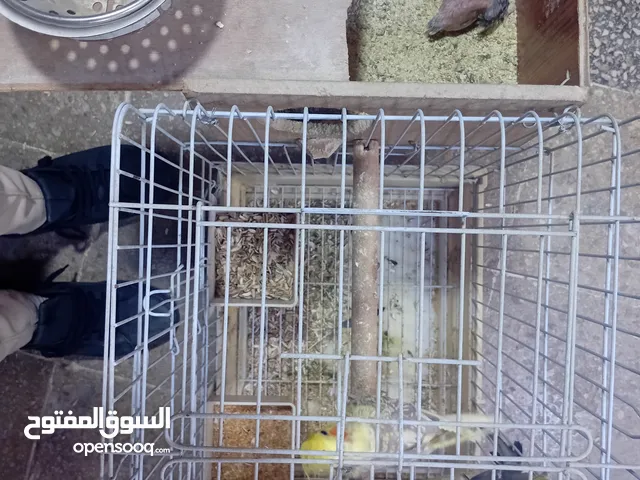 جوز كوكتيل شغالات ميه ب الميه أهالي فراخ وفي معاهم فرخ الجوز صلاه النبي الله يطرح البركه لصاحب النصي