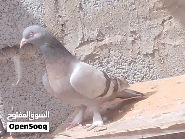 أنثى تاكلا