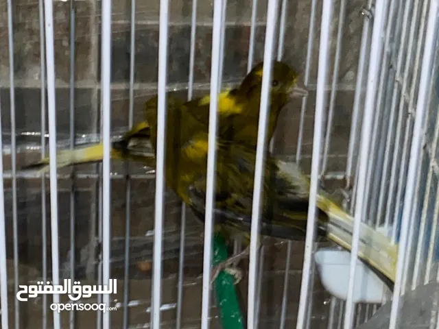 جوزين كنار ما شاء الله صحه ونضافه