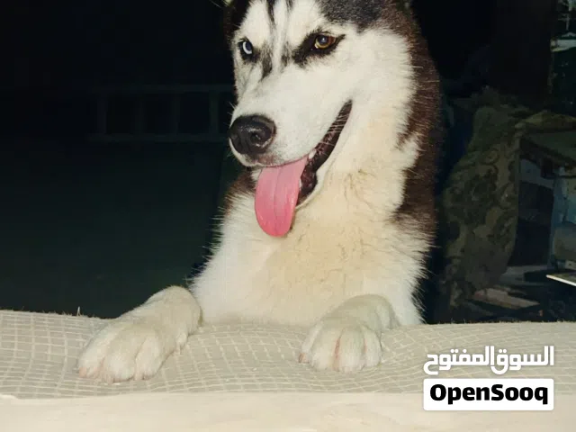 كلب هاسكي ذكر ربي يبارك ناشط ويلعب وكل شي عمره كيف خاش سنه بالجواز السفر متعه البيع مستجل سوق الجمعة