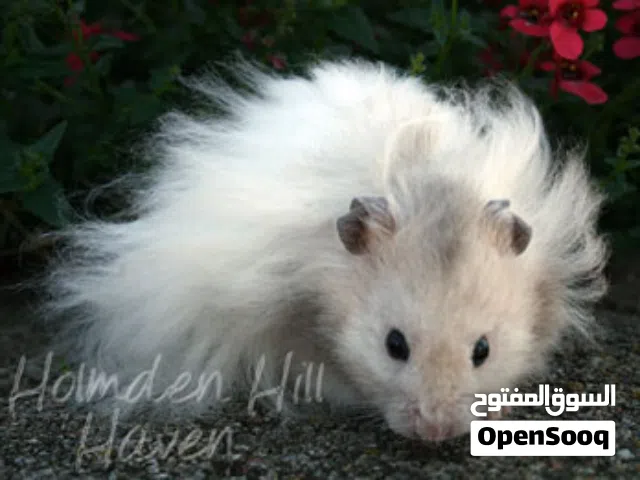 هامستر سوري شعر طويل