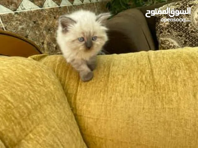 5 قطط مكس للبيع