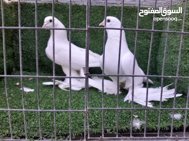 السلام عليكم ورحمة الله وبركاته متح 2كوبيه بي لإنتاج هزاز الله يبارك البيع مصوقرات المكان زليتن