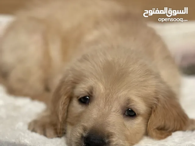 Golden retriever puppies.passport and vaccination all done.