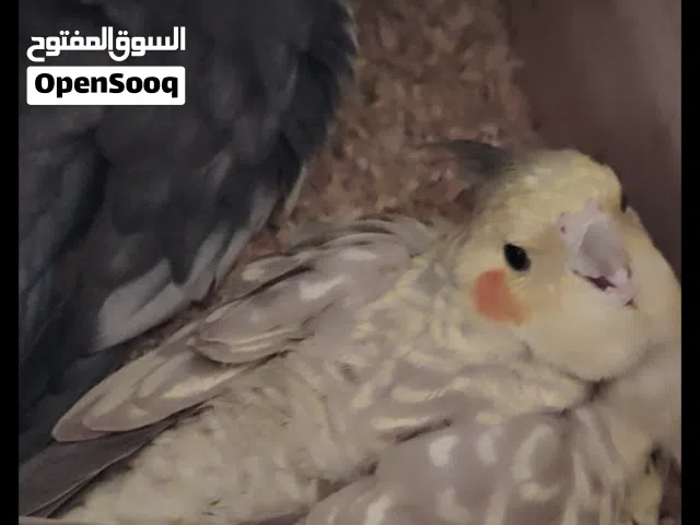 كوبية كوكتيل حبشي حجم الله يبارك