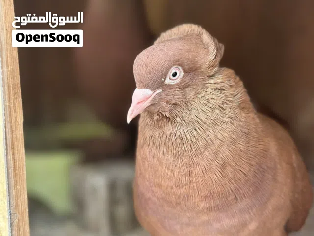 حمام رواعب اصليات وبياضات