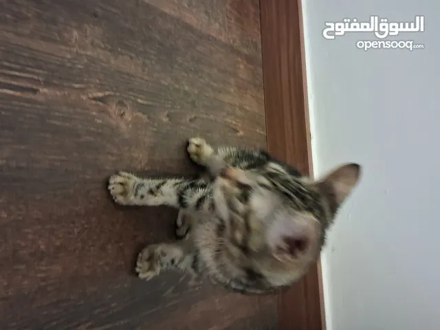 قطه للتبني المكان طرابلس زاوية الدهماني