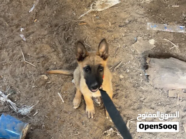 كلب مالينوا كلاسيكي العمر شهر ونص