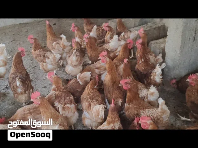 جاج براون بياض عمر 9 شهور