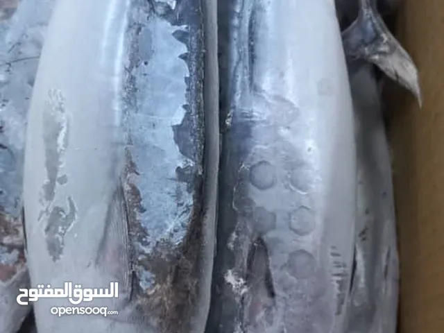 سمك تونة ايراني مجمد ومعلب مع اوراق وصلاحية سنة كاملة بارخص سعر في الامارات