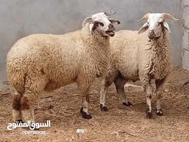 كبشان للبيع