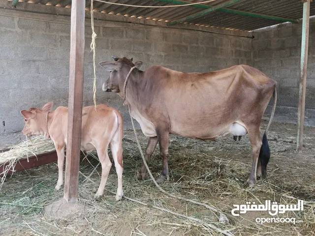 بقره تهجين عماني جيرسي للحليب اقرأ الوصف