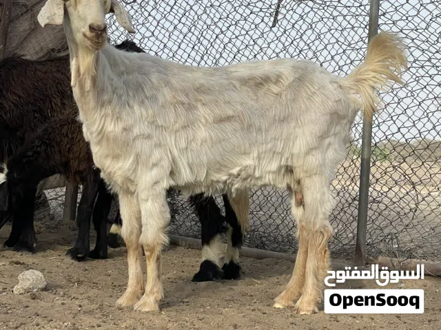 شاه من حلال الفاخر الجامودي معسكله  محتاشه العلم عند الله