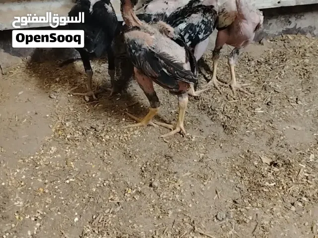دجاج ودياكه للبيع بكستانيات اصل ب الجمله