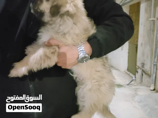 كلب مالتيبو للبيع… صحته 100بالميه العمر شهرين