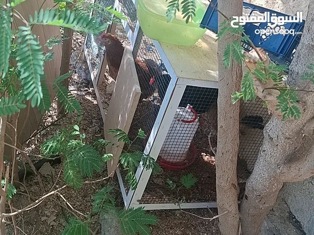 دجاج الدار للبيع مع قفص