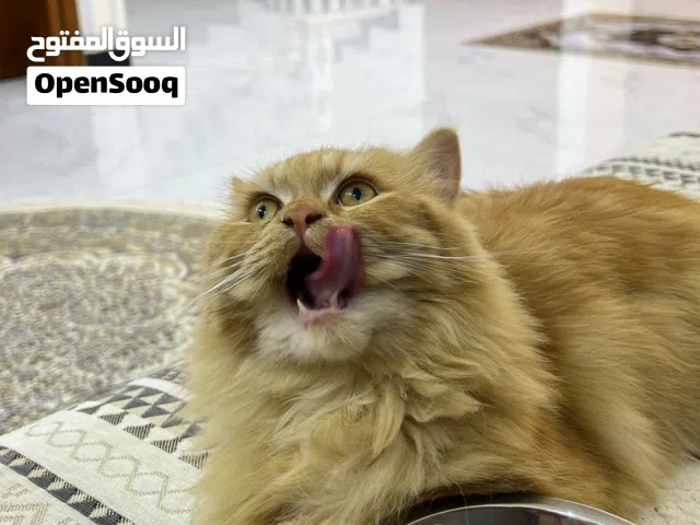 قط شيرازي مون فيس عمر سنة ملقح مع ملحقاتة