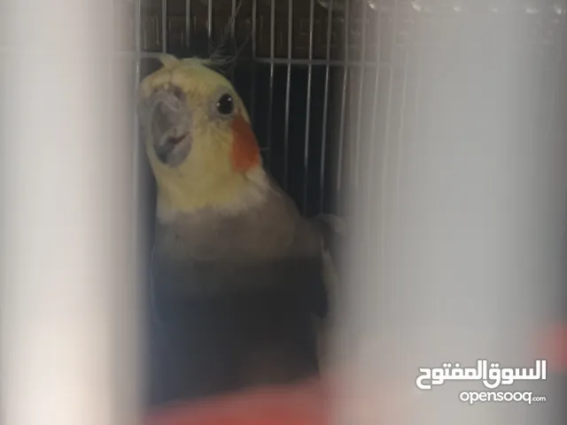 كوكتيل للبيع