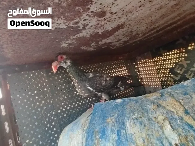 جوزين شغالات