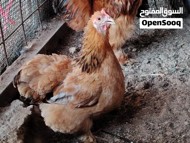 متاح ديج ودجاجه كوشن