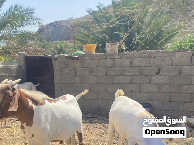 جدايه صومالية للبيع
