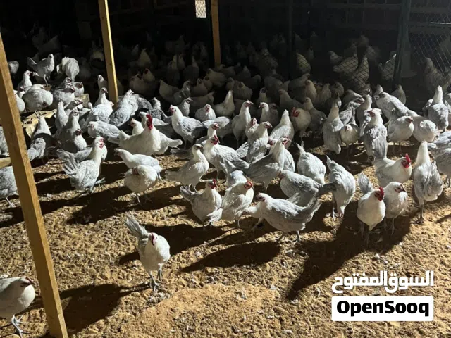 دجاج فيومي المنيوم