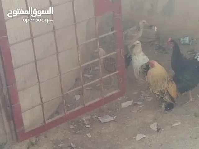 جاج بلدي للبيع