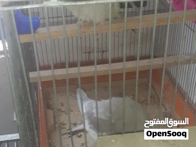 جوز كوكتيل وجوزين حب اقرا الوصف