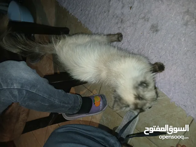 بسة هملايا للبيع