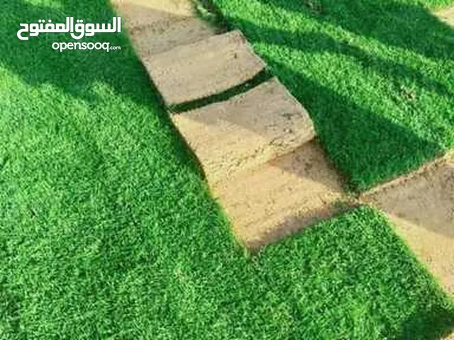 عشب طبيعي أمريكي
