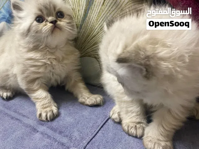 قطط هملايا ذكر عمر شهرين
