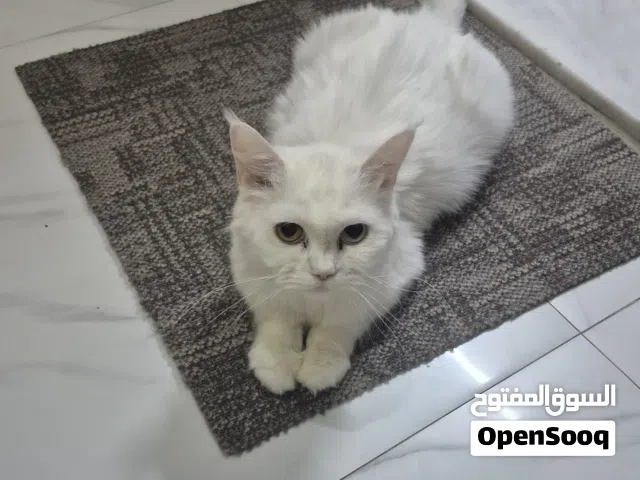 she is female vaccinated trained