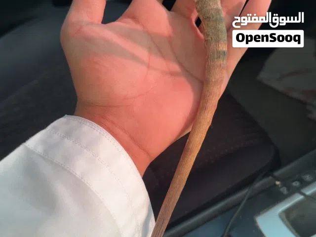 قرون غزال حلوه ونظيفه