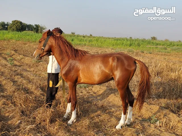 خيل، حصان، فرس،اشقر، احمر، خيول روعه، خيل احمر،