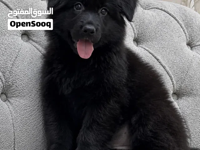 جيرمن بلاك