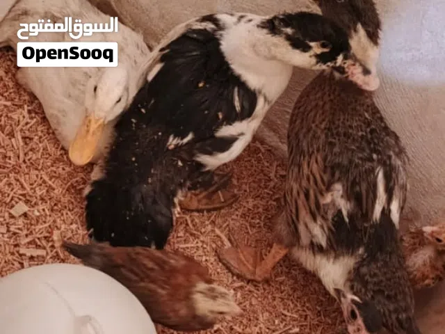 3بط بلدي سعر 20قابل للتفاوض