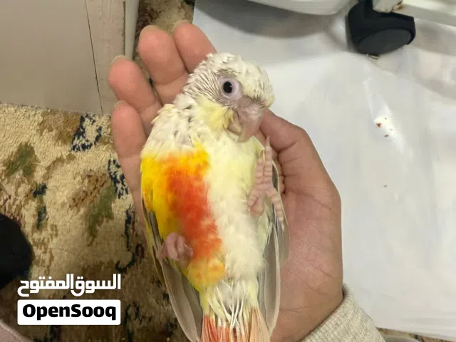 فرخ كنيور نهايه عس