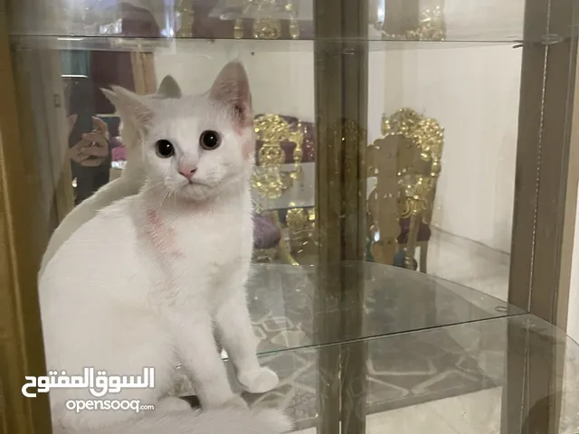 قط لتبني ذكر