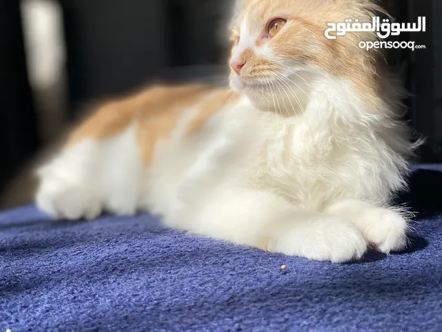 قط للتبني .