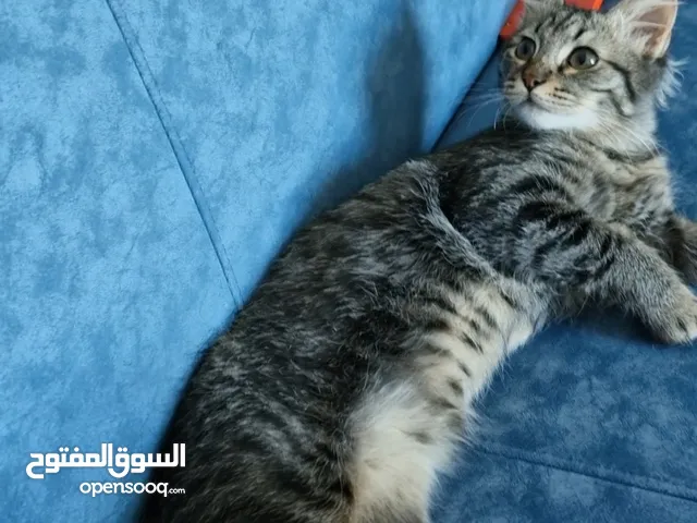 قط مكس - عمر 5 شهور - معقم وذكي جداً