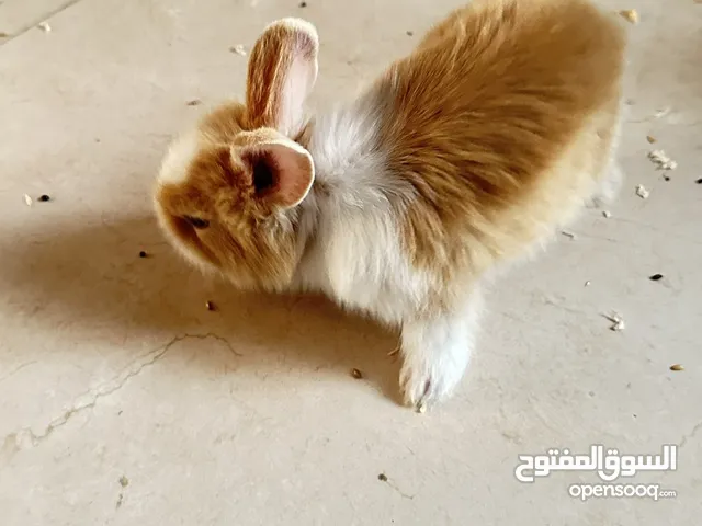 ارنب لطيف و صغير