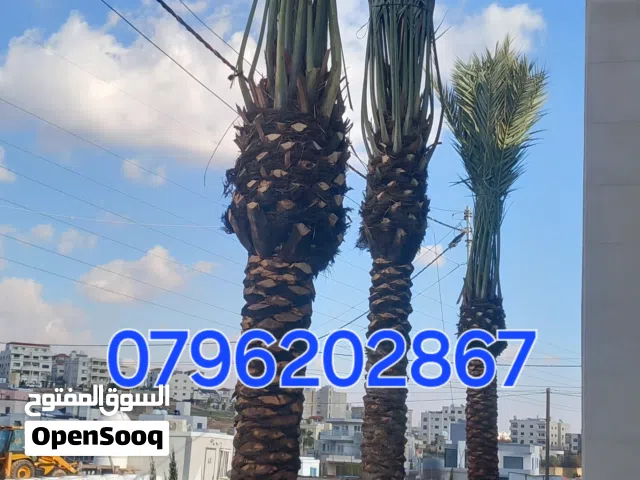 مؤسسة يافا لتصميم تنسيق الحدائق