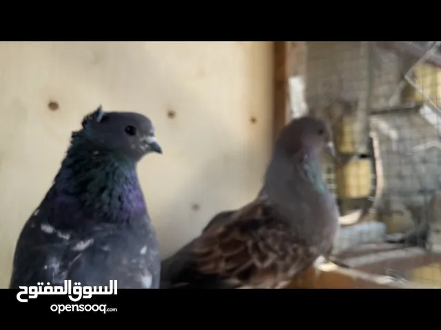 شباب جنايه هاذه الطير المكعكل ضاع بل معقل اليوم الصبح الي صاديه لاكيه انه بخدمته