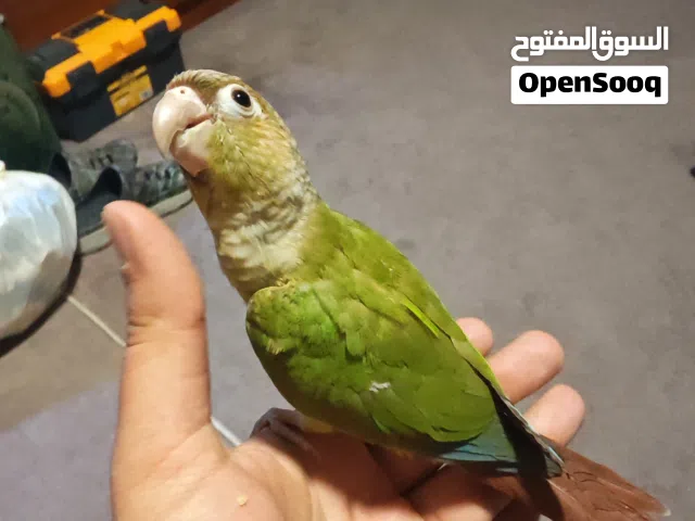 فراخ كونيور اليف للبيع