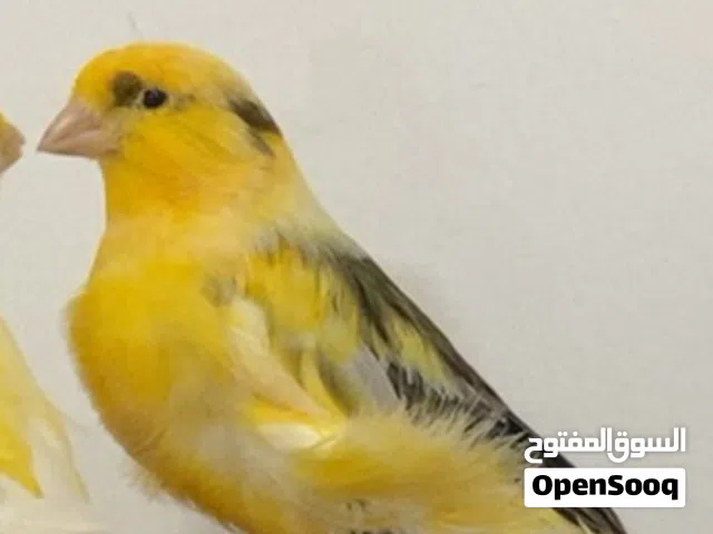 كنلري همداني