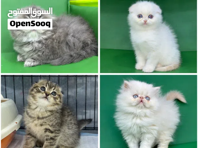 ماشاء الله 8 كتنز سكوتش فولد وشانشيلا وهملايا مستويات رائعه رن او ودي واتس اب