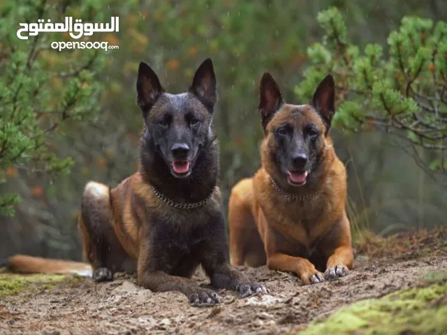 مطلوب انتي للبيع مالينو 700مستعجل
