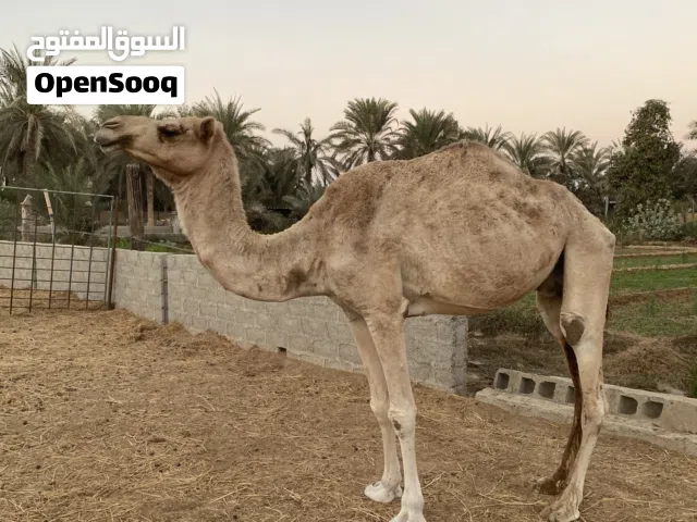 للبيع ناقه وقعود 1000ریالالتواصل على الواتساب أو اتصال