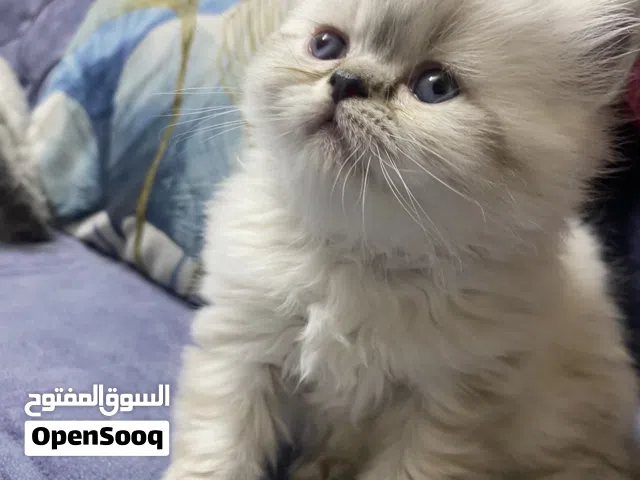 كتن شنشيلا