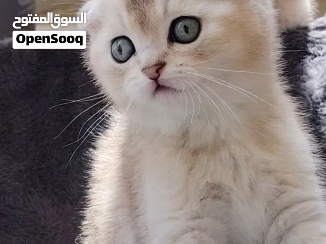 قطط من اصول مميزه واصيله